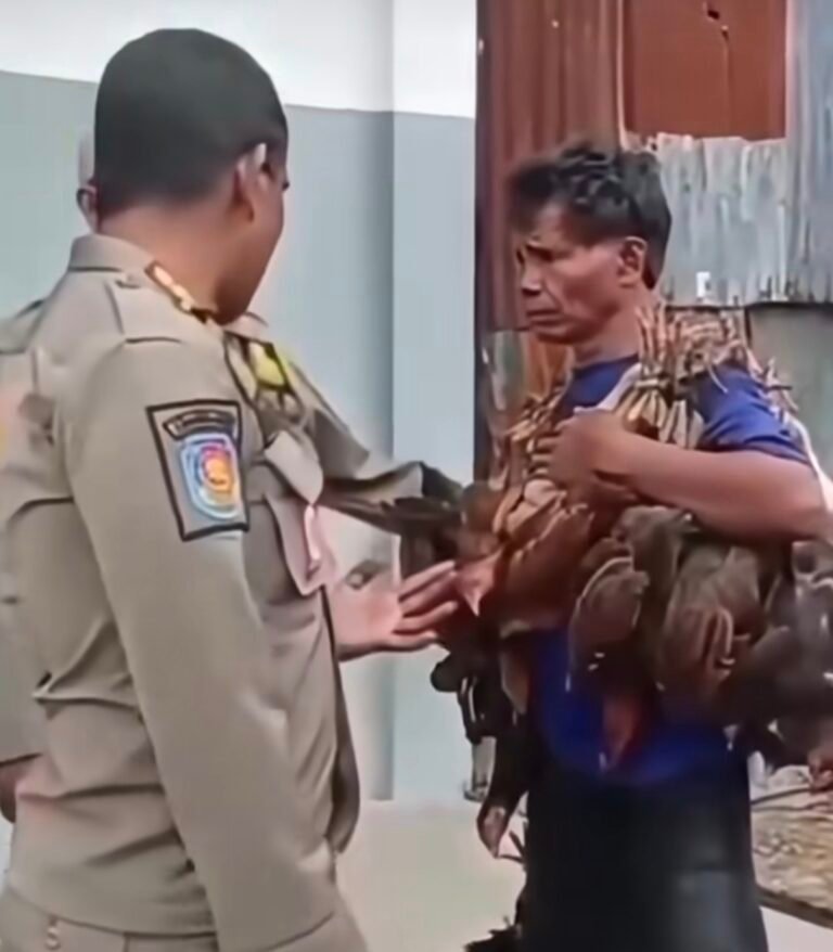 Digeruduk Razia karena Tak Punya Izin, Penjual Ayam Keliling di Sumba Barat Daya Picu Polemik: Tegas pada Aturan, Tumpul pada Empati?